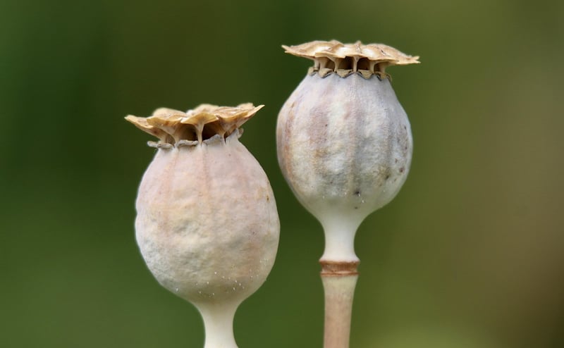 Seed Saving Methods